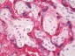 CGA / hCG Alpha Antibody